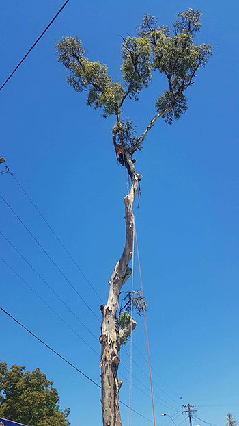 Tree Removal Brisbane Southside